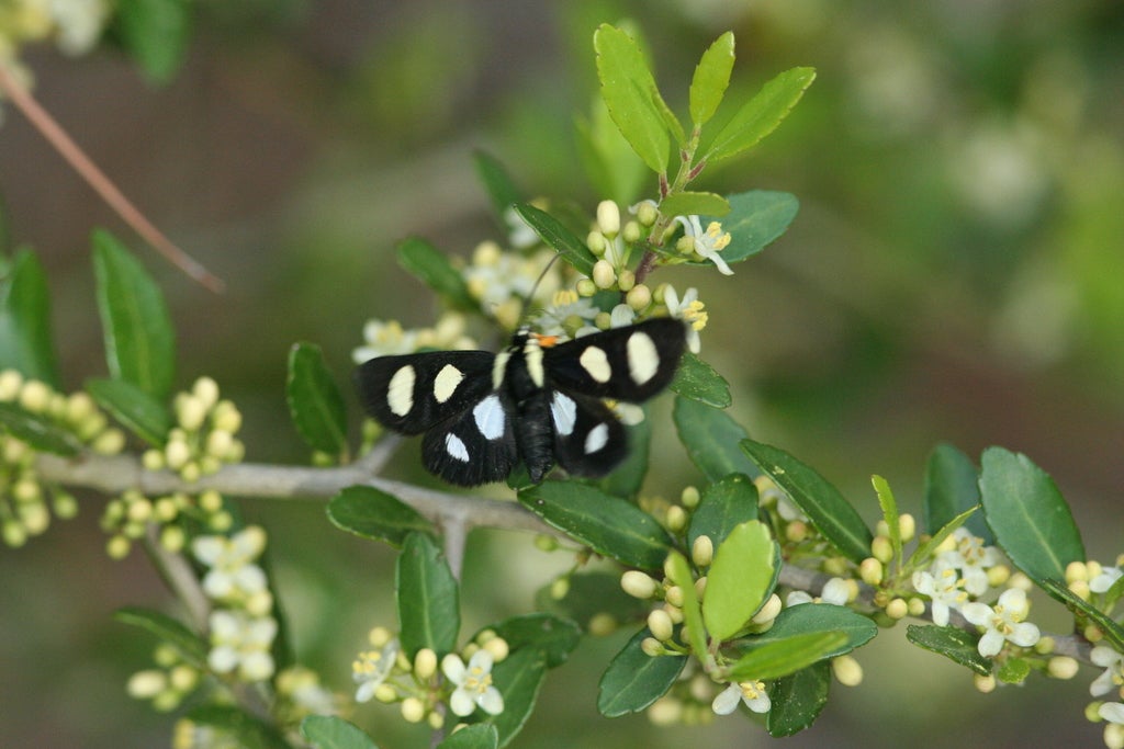 eight-spotted forester moth on yaupon holly (Ilex vomitorium)